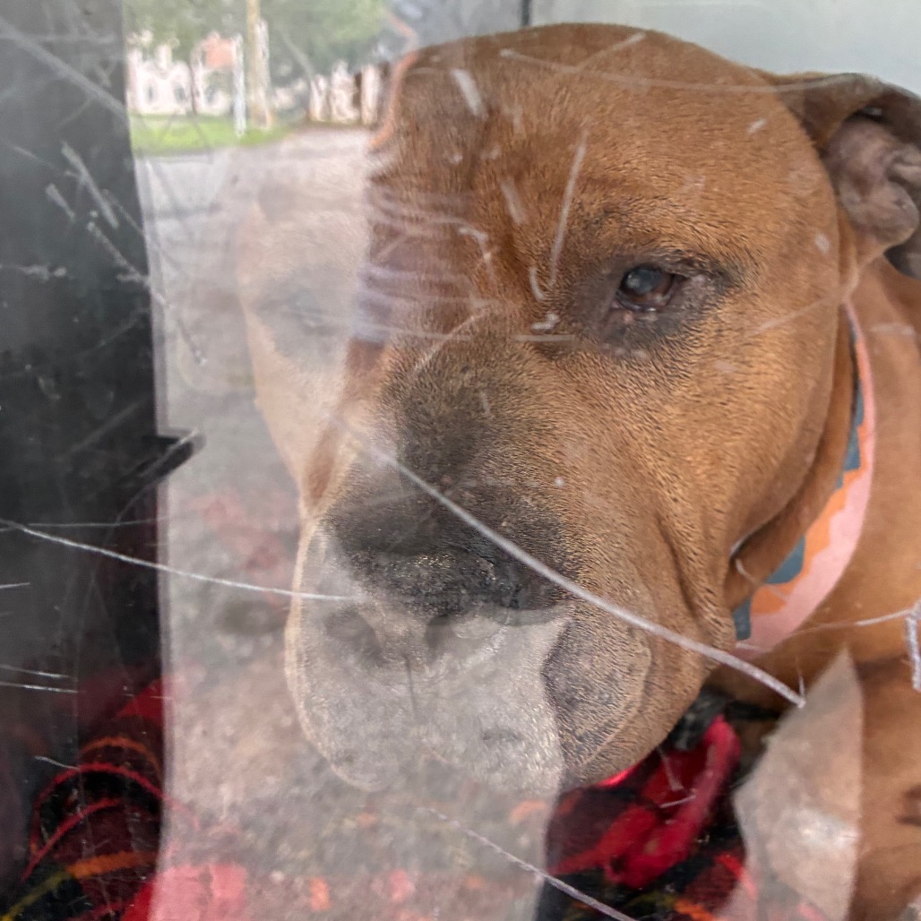 Shelter Stray Male Dog last seen , Animal Care & Control Team of Philly, 111 W Hunting Park Ave, Philadelphia, PA 19140, USA
