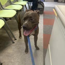 Shelter Stray Female Dog last seen , Animal Care & Control Team of Philly, 111 W Hunting Park Ave, Philadelphia, PA 19140, USA