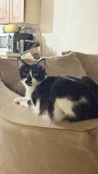 Lost Male Cat last seen Poplar ln and Goff, Albuquerque, NM 87105