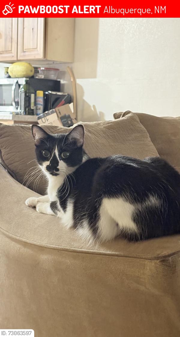 Lost Male Cat last seen Poplar ln and Goff, Albuquerque, NM 87105