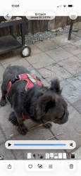 Lost Male Dog last seen Damacon ct , Houston, TX 77014