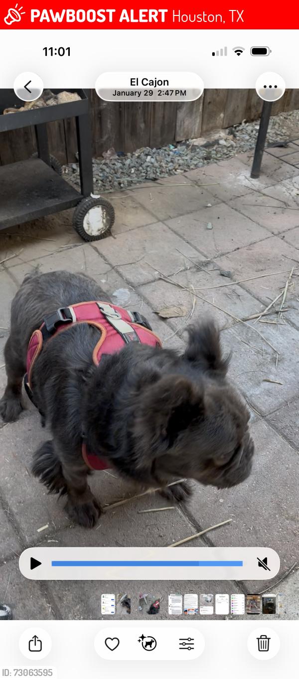 Lost Male Dog last seen Damacon ct , Houston, TX 77014