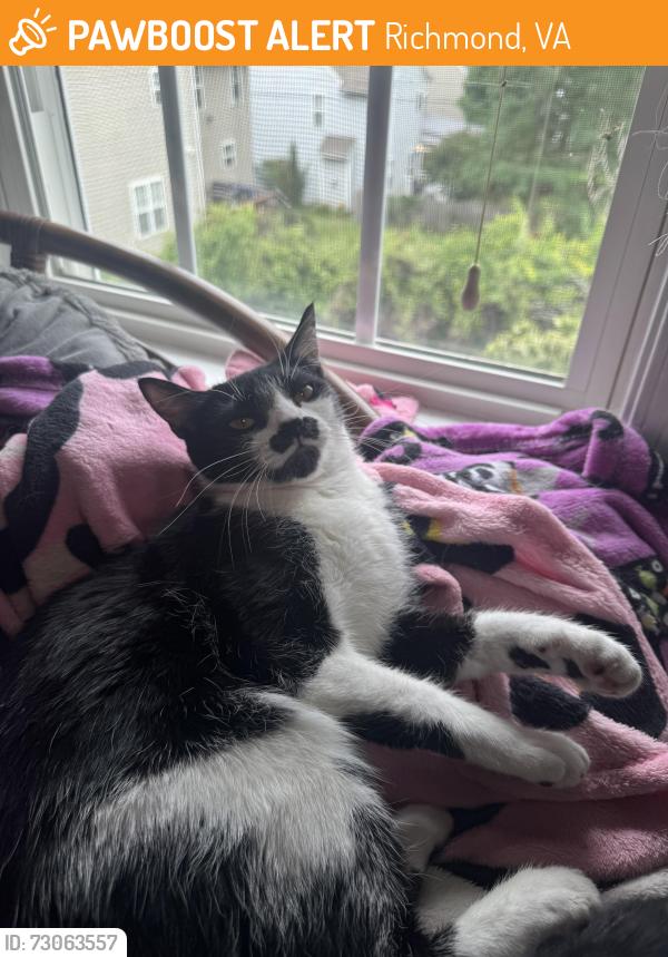 Found/Stray Female Cat last seen Charles & Staunton, Richmond, VA 23226