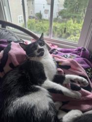 Found/Stray Female Cat last seen Charles & Staunton, Richmond, VA 23226