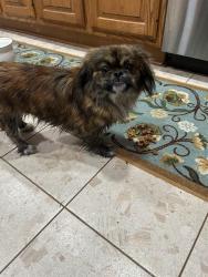 Found/Stray Female Dog last seen I&GN, College Station, TX 77845
