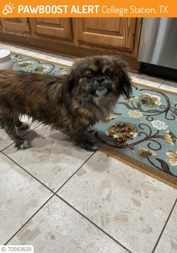 Found/Stray Female Dog last seen I&GN, College Station, TX 77845