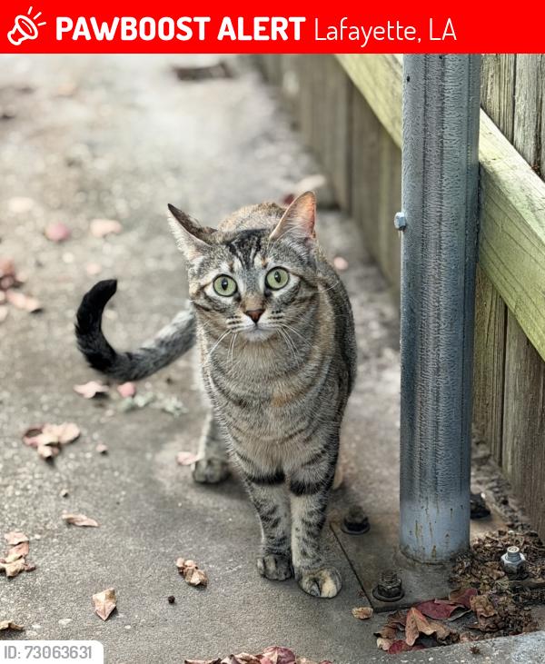 Lost Female Cat last seen Near Cane Dr, Lafayette, LA 70508