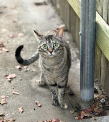Lost Female Cat last seen Near Cane Dr, Lafayette, LA 70508