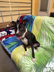 Found/Stray Male Dog last seen Near Colonade Ct Neighborhood, Benson, NC 27504