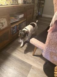 Found/Stray Male Dog last seen Shadowood apmt Complex. right behind MLK Blvd, Chapel Hill, NC 27514