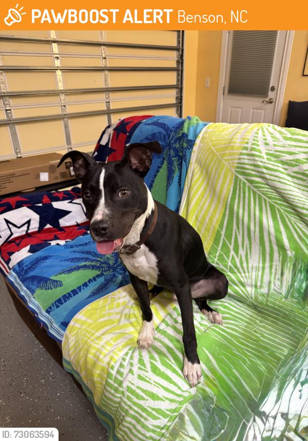 Found/Stray Male Dog last seen Near Colonade Ct Neighborhood, Benson, NC 27504