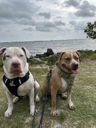 Reunited Female Dog last seen Near Greenway ave NE Palm Bay , Palm Bay, FL 32907