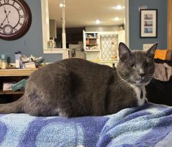 Lost Female Cat last seen Edgerton & Little Canada Rd, Little Canada, MN 55117