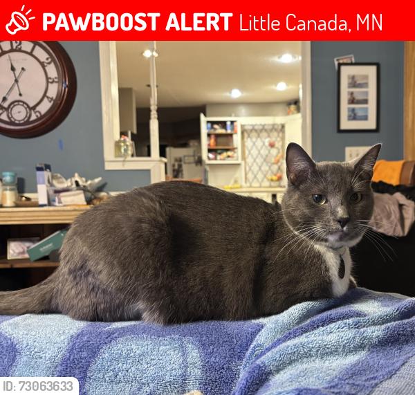 Lost Female Cat last seen Edgerton & Little Canada Rd, Little Canada, MN 55117