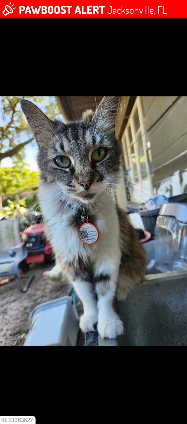 Lost Female Cat last seen Aldington Dr and Arcot Circle, Jacksonville, FL 32210