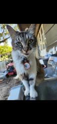 Lost Female Cat last seen Aldington Dr and Arcot Circle, Jacksonville, FL 32210