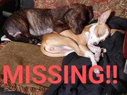 Reunited Unknown Dog last seen Flores and Mary st., San Antonio, TX 78214