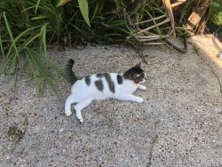 Found/Stray Male Cat last seen Woodhillcrest Road, Mobile, AL 36609