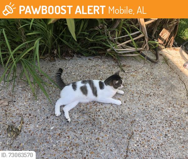 Found/Stray Male Cat last seen Woodhillcrest Road, Mobile, AL 36609