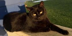 Lost Female Cat last seen W Main St and 6th St, Van Buren, IN 46991