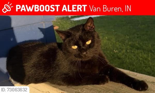 Lost Female Cat last seen W Main St and 6th St, Van Buren, IN 46991