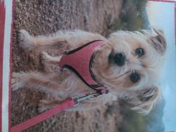 Lost Female Dog last seen Dove Valley Rd at 16th Ave, Phoenix, AZ 85085