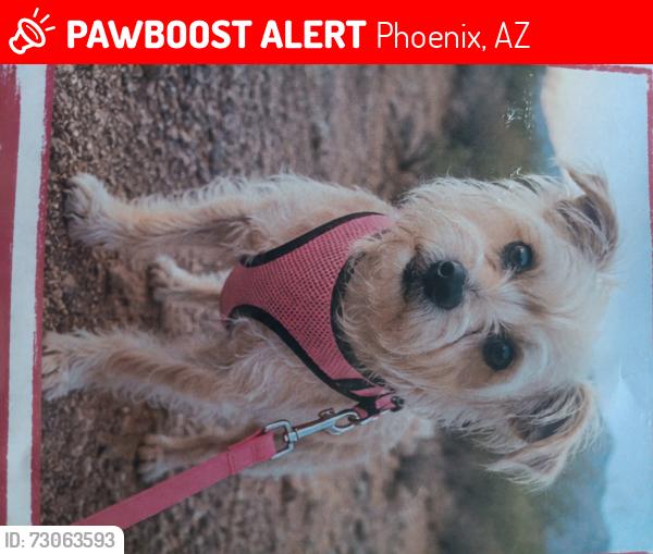 Lost Female Dog last seen Dove Valley Rd at 16th Ave, Phoenix, AZ 85085