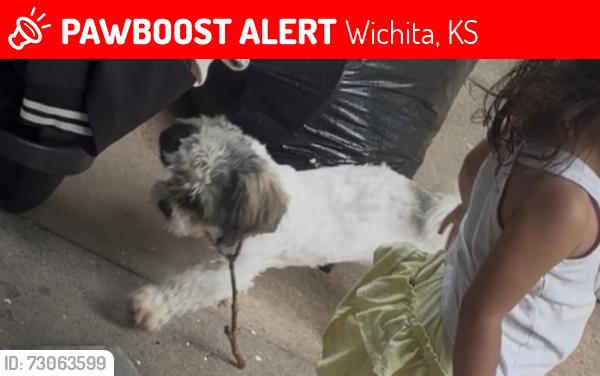 Lost Female Dog last seen Topeka y Broadway, Wichita, KS 67211