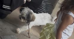 Lost Female Dog last seen Topeka y Broadway, Wichita, KS 67211