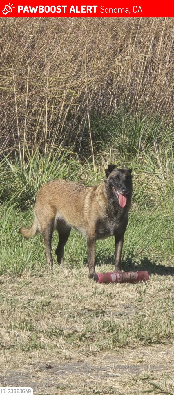 Lost Female Dog last seen Arnold and Sonoma Racetrack, Sonoma, CA 95476