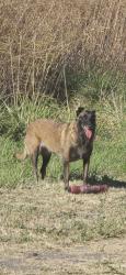 Lost Female Dog last seen Arnold and Sonoma Racetrack, Sonoma, CA 95476