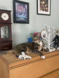 Lost Male Cat last seen Near E Shady Grove Dr, Riverside, CA 92507, Riverside, CA 92507