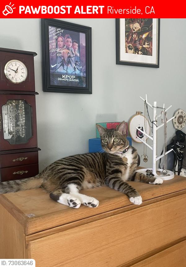 Lost Male Cat last seen Near E Shady Grove Dr, Riverside, CA 92507, Riverside, CA 92507