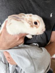 Found/Stray Unknown Rabbit last seen Vale View Dr., Vista, CA 92081