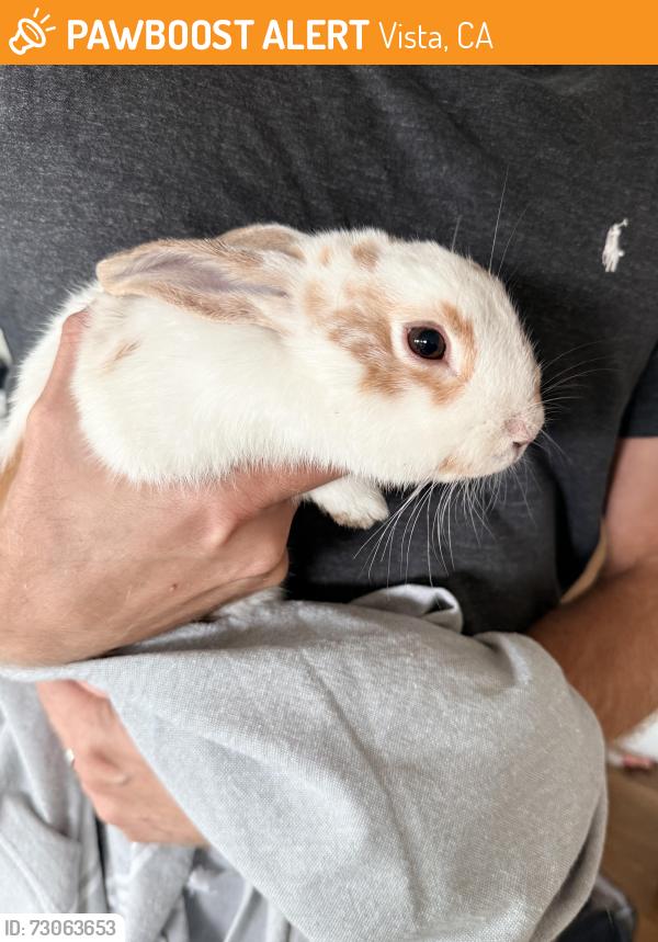 Found/Stray Unknown Rabbit last seen Vale View Dr., Vista, CA 92081