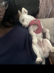 Lost Male Dog last seen Sunset dr and navy blvd, Panama City Beach, FL 32413