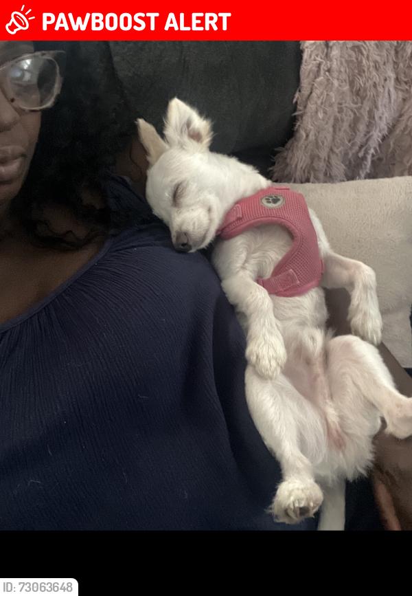 Lost Male Dog last seen Sunset dr and navy blvd, Panama City Beach, FL 32413