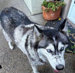 Reunited Unknown Dog last seen King Park - Brentwood Ca, Brentwood, CA 94513