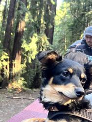 Reunited Female Dog last seen Yvonne Dr, Morgan Hill, CA 95037, USA, Morgan Hill, CA 95037