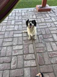 Found/Stray Unknown Dog last seen Hosking Ave an Wible Rd , Bakersfield, CA 93313