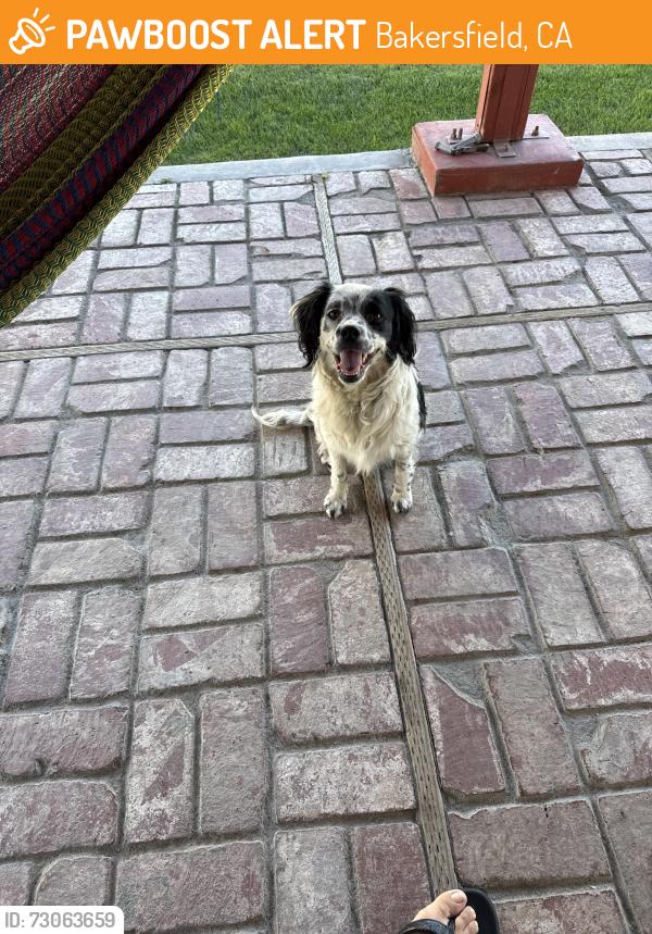 Found/Stray Unknown Dog last seen Hosking Ave an Wible Rd , Bakersfield, CA 93313