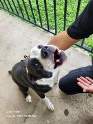 Shelter Stray Female Dog last seen Near BLOCK DOLLARHIDE AVE APT 501, 4710 TX-151, San Antonio, TX 78227, USA
