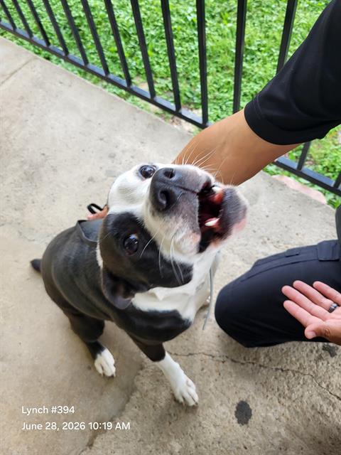Shelter Stray Female Dog last seen Near BLOCK DOLLARHIDE AVE APT 501, 4710 TX-151, San Antonio, TX 78227, USA