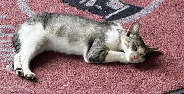 Shelter Stray Female Cat last seen BLANCO RD, 4710 TX-151, San Antonio, TX 78227, USA