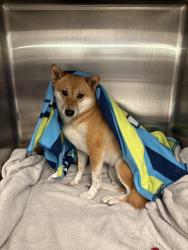 Reunited Female Dog last seen 84th St NE, Marysville, WA, USA, Marysville, WA 98270