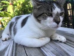 Found/Stray Male Cat last seen Woodhillcrest Road, Mobile, AL 36609