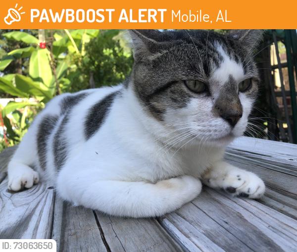 Found/Stray Male Cat last seen Woodhillcrest Road, Mobile, AL 36609