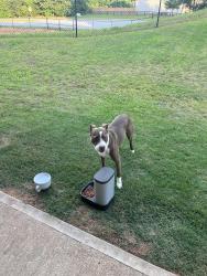 Found/Stray Male Dog last seen Rockrose green way , Oakwood, GA 30566