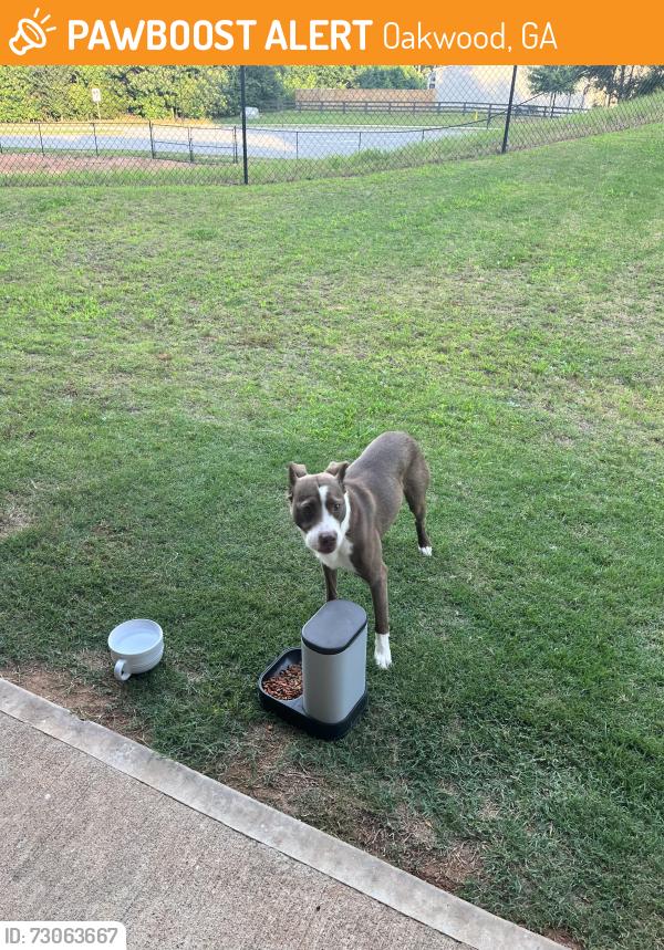 Found/Stray Male Dog last seen Rockrose green way , Oakwood, GA 30566