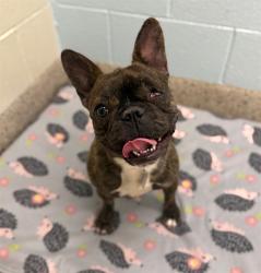Shelter Stray Female Dog last seen Near BLOCK MCINTYRE ST, 12155 Park Blvd, Brighton, CO 80601, USA